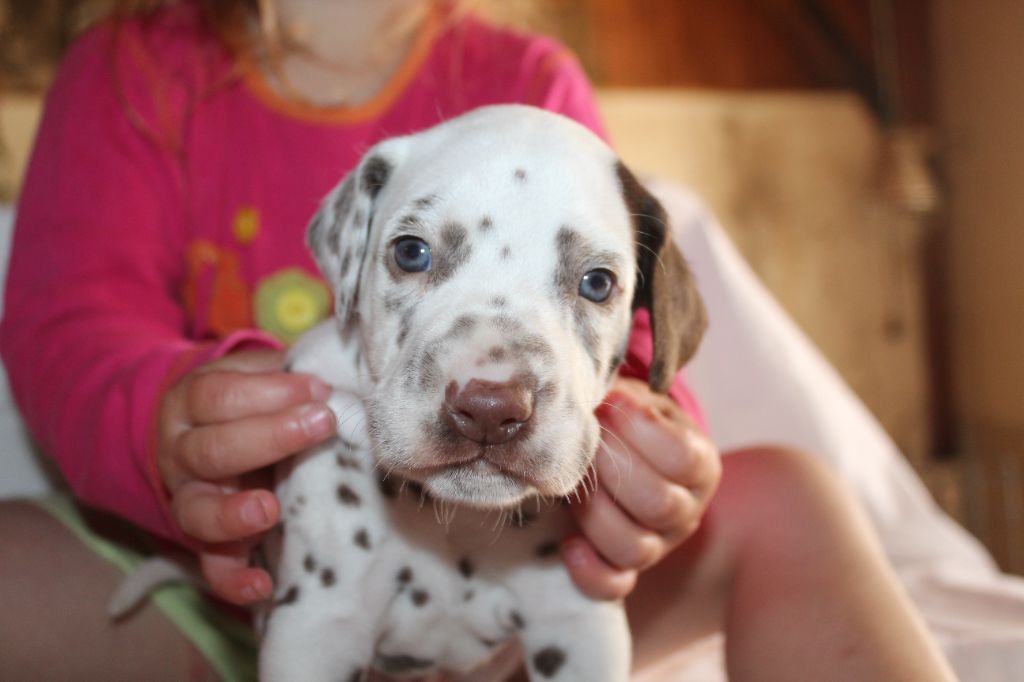 Des Dalma d'Olympe - Chiots disponibles - Dalmatien