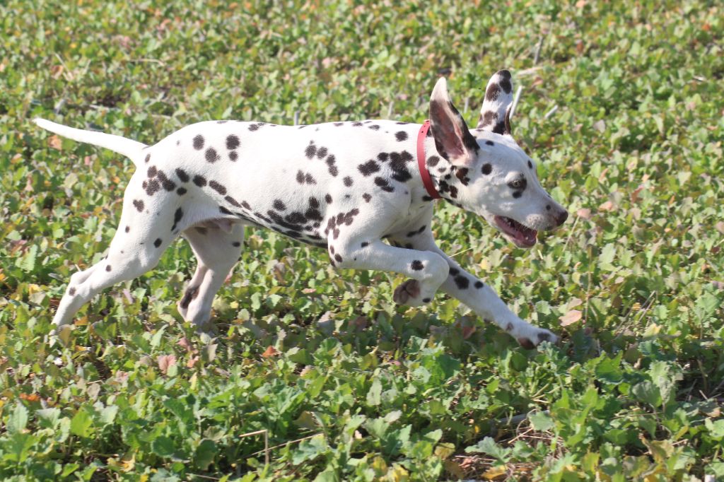 Des Dalma d'Olympe - Chiots disponibles - Dalmatien