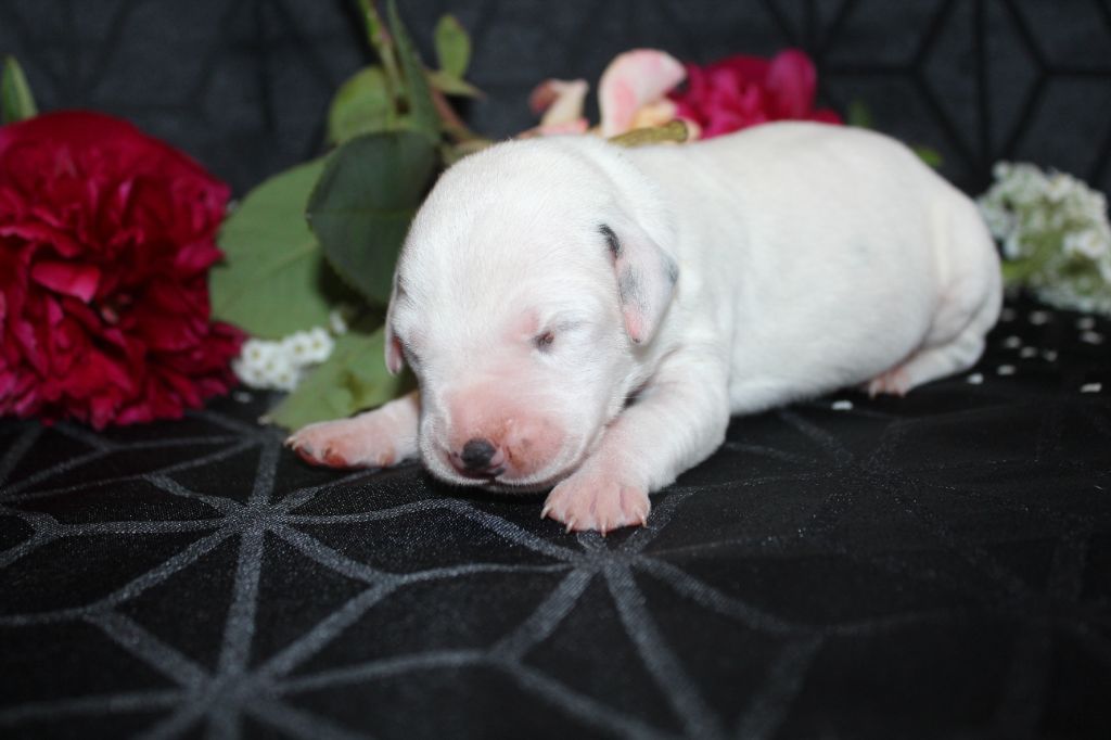 Des Dalma d'Olympe - Chiots disponibles - Dalmatien