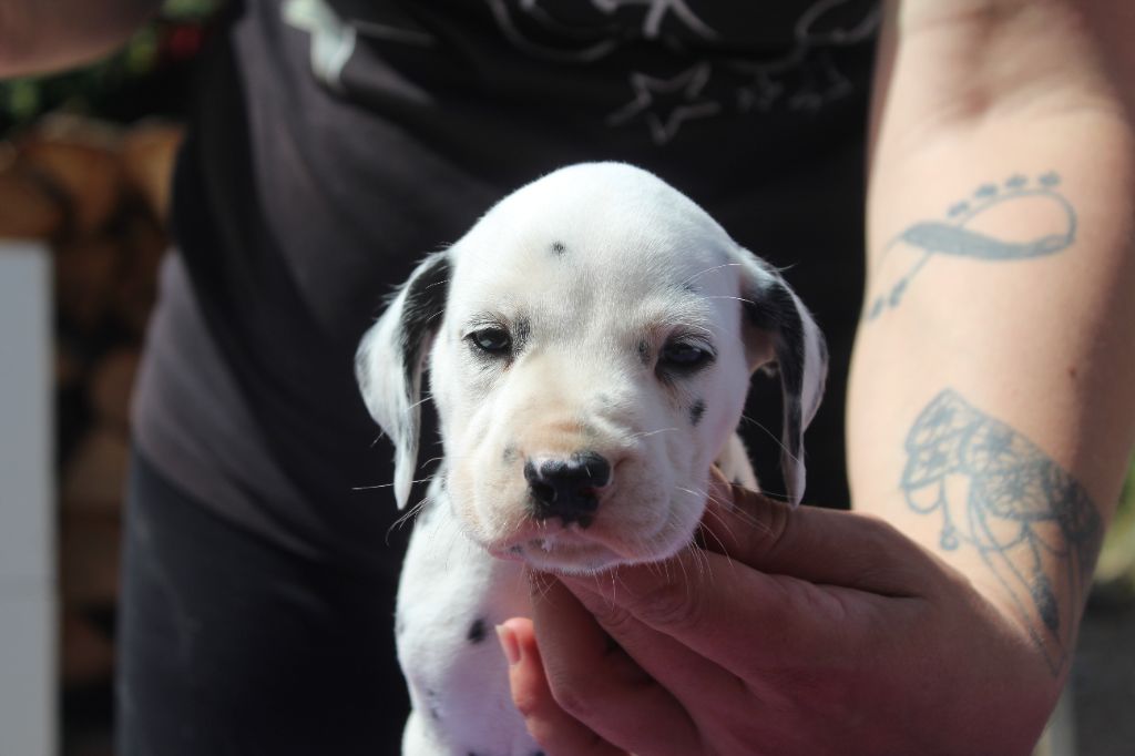 Des Dalma d'Olympe - Chiots disponibles - Dalmatien