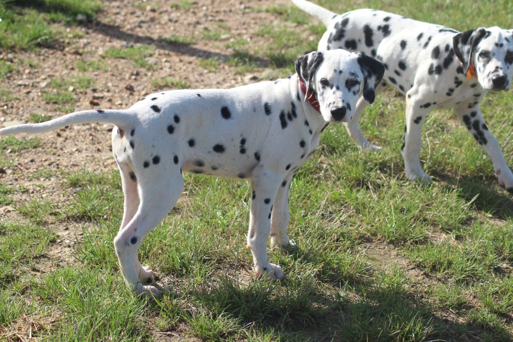Des Dalma d'Olympe - Chiots disponibles - Dalmatien