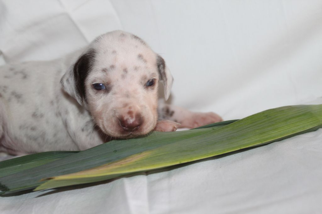 Des Dalma d'Olympe - Chiots disponibles - Dalmatien