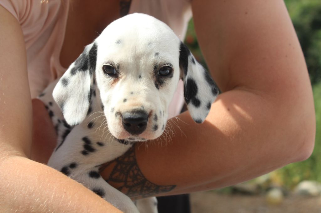 Des Dalma d'Olympe - Chiots disponibles - Dalmatien
