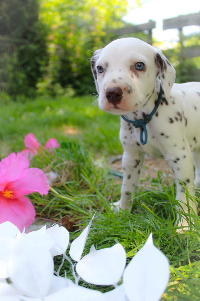 Des Dalma d'Olympe - Chiots disponibles - Dalmatien
