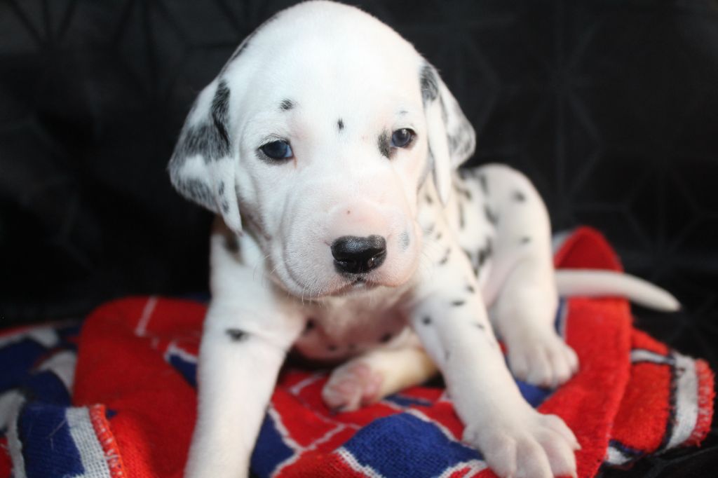 Des Dalma d'Olympe - Chiots disponibles - Dalmatien