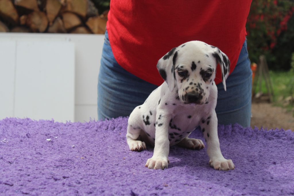 Des Dalma d'Olympe - Chiots disponibles - Dalmatien