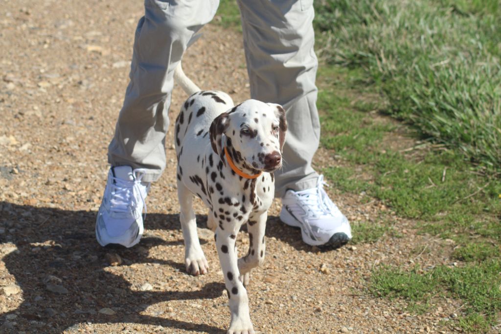 Des Dalma d'Olympe - Chiots disponibles - Dalmatien