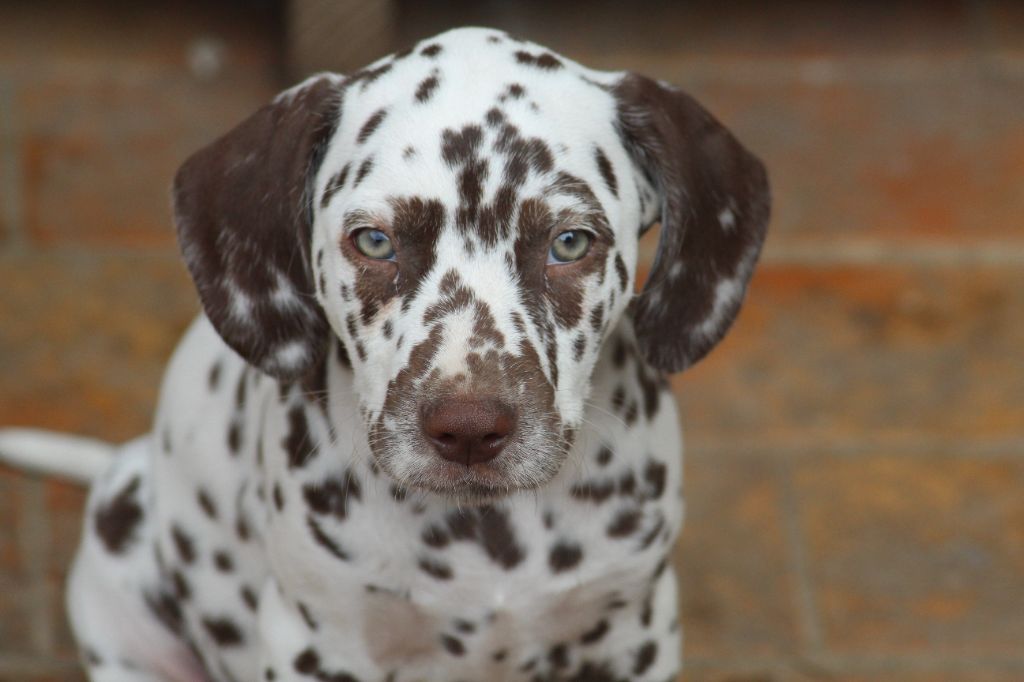 Des Dalma d'Olympe - Chiots disponibles - Dalmatien