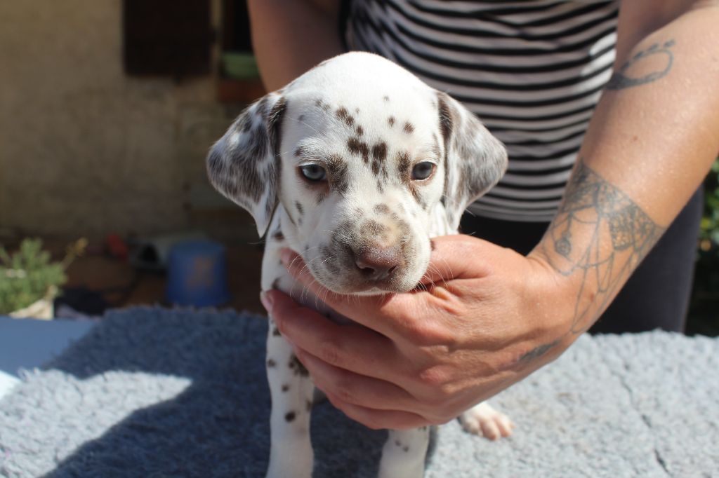 Des Dalma d'Olympe - Chiots disponibles - Dalmatien