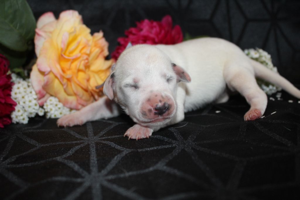Des Dalma d'Olympe - Chiots disponibles - Dalmatien