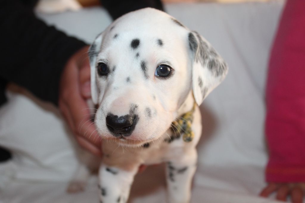 Des Dalma d'Olympe - Chiots disponibles - Dalmatien