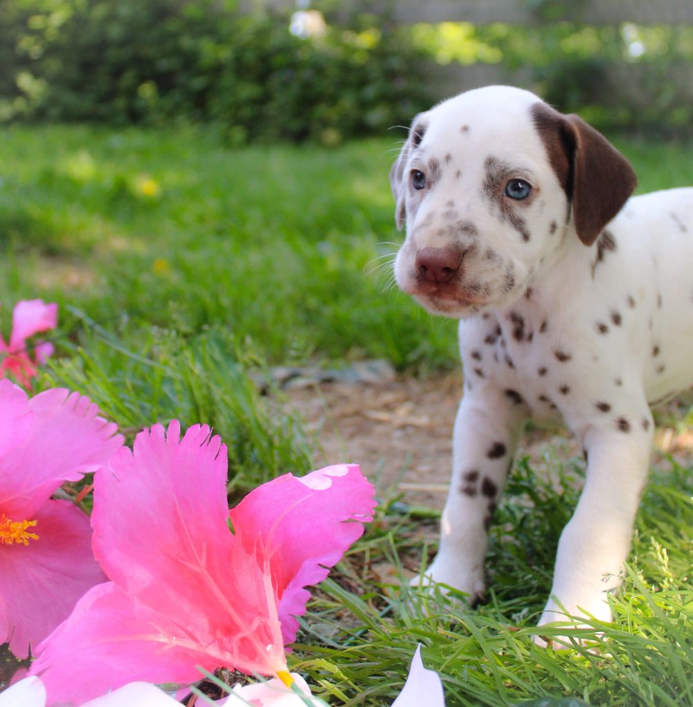 Des Dalma d'Olympe - Chiots disponibles - Dalmatien