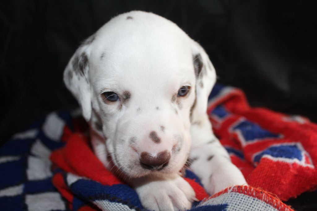Des Dalma d'Olympe - Chiots disponibles - Dalmatien