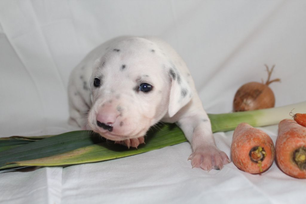 Des Dalma d'Olympe - Chiots disponibles - Dalmatien