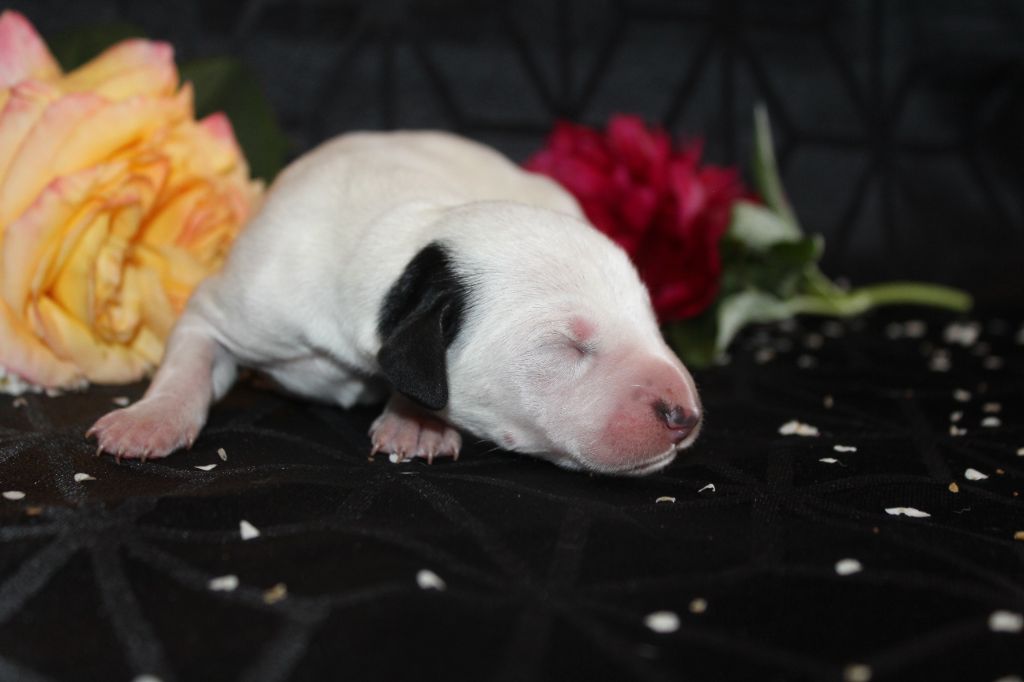 Des Dalma d'Olympe - Chiots disponibles - Dalmatien