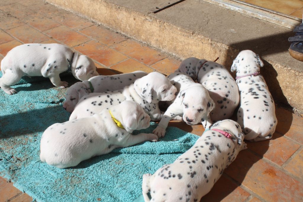 Des Dalma d'Olympe - Dalmatien - Portée née le 26/02/2024