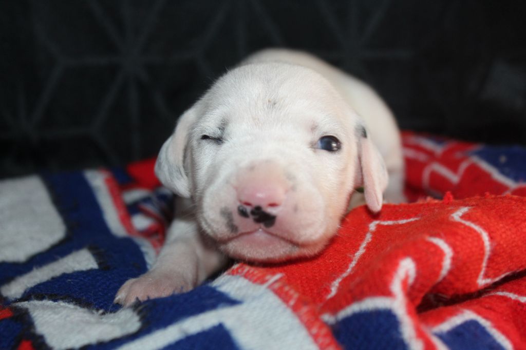 Des Dalma d'Olympe - Chiots disponibles - Dalmatien