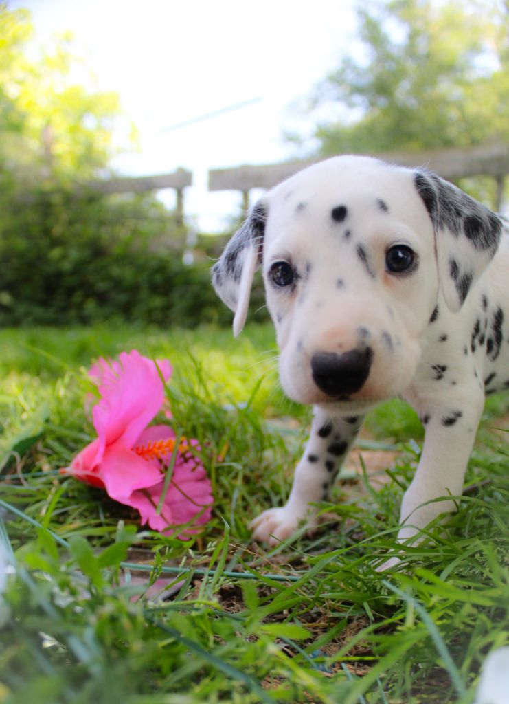 Des Dalma d'Olympe - Chiots disponibles - Dalmatien