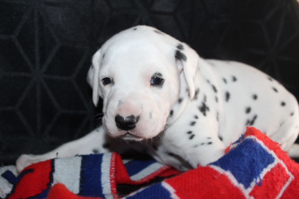 Des Dalma d'Olympe - Chiots disponibles - Dalmatien
