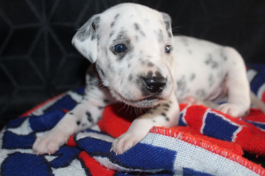 Des Dalma d'Olympe - Chiots disponibles - Dalmatien