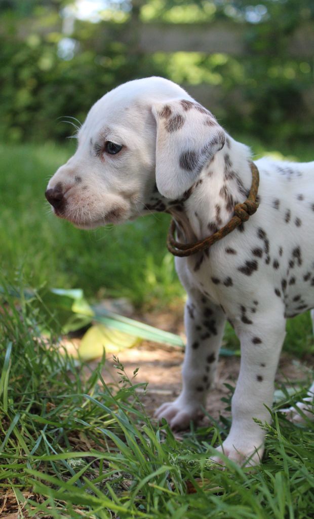 Des Dalma d'Olympe - Chiots disponibles - Dalmatien