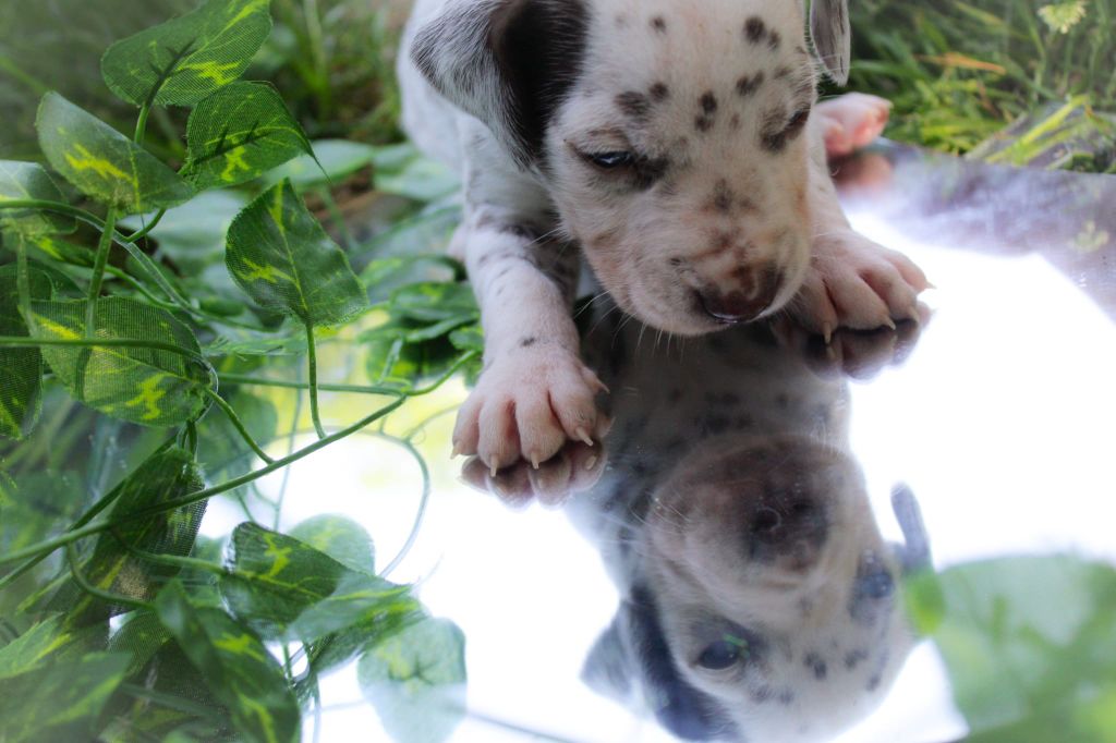 Des Dalma d'Olympe - Chiots disponibles - Dalmatien