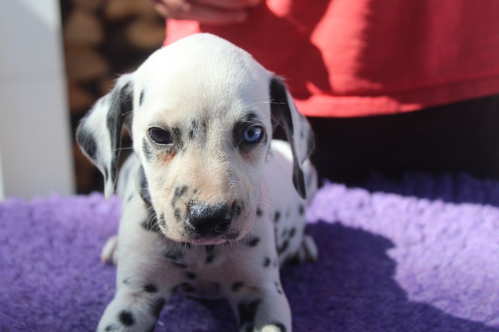 Des Dalma d'Olympe - Chiots disponibles - Dalmatien