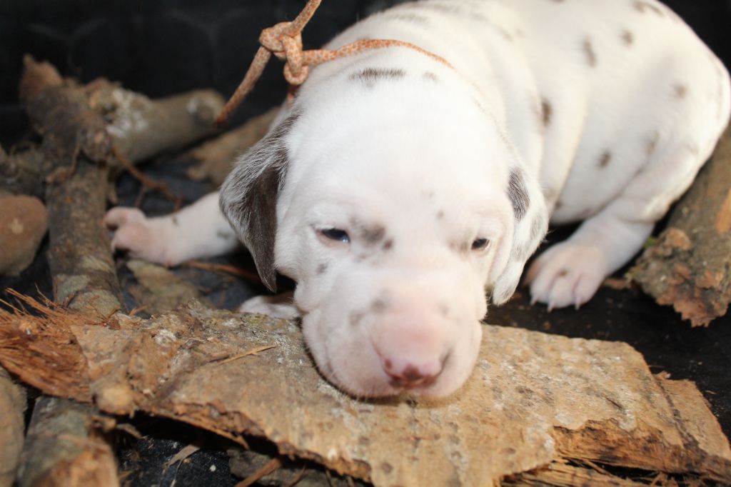 Des Dalma d'Olympe - Dalmatien - Portée née le 27/12/2022