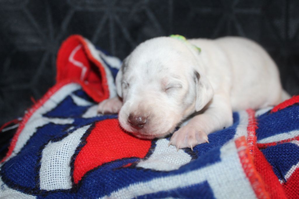 Des Dalma d'Olympe - Chiots disponibles - Dalmatien