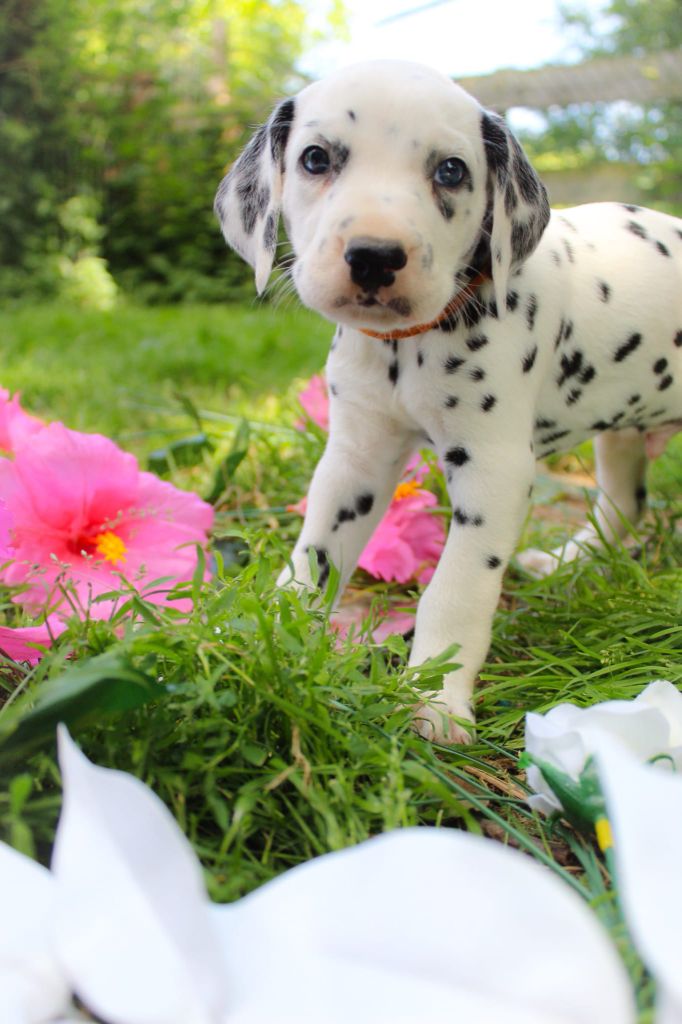 Des Dalma d'Olympe - Chiots disponibles - Dalmatien