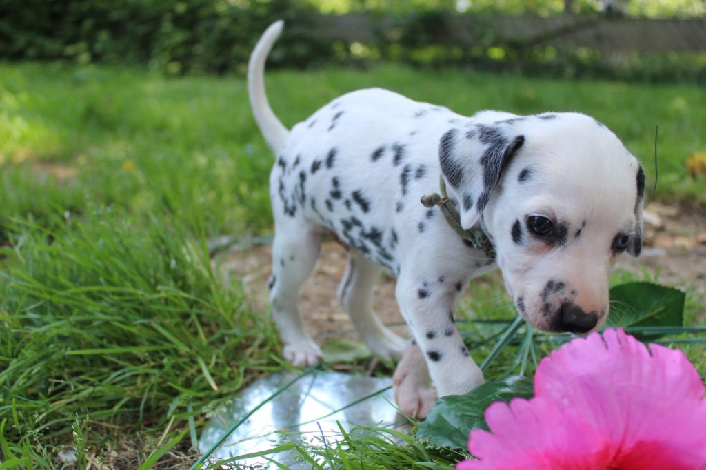 Des Dalma d'Olympe - Chiots disponibles - Dalmatien