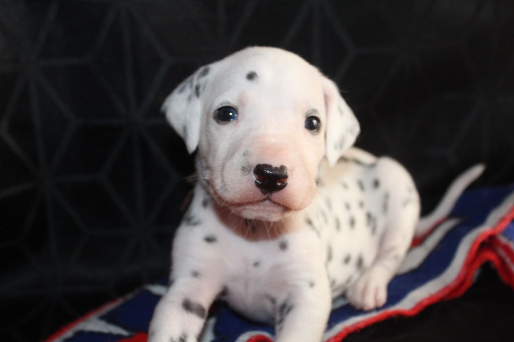 Des Dalma d'Olympe - Chiots disponibles - Dalmatien