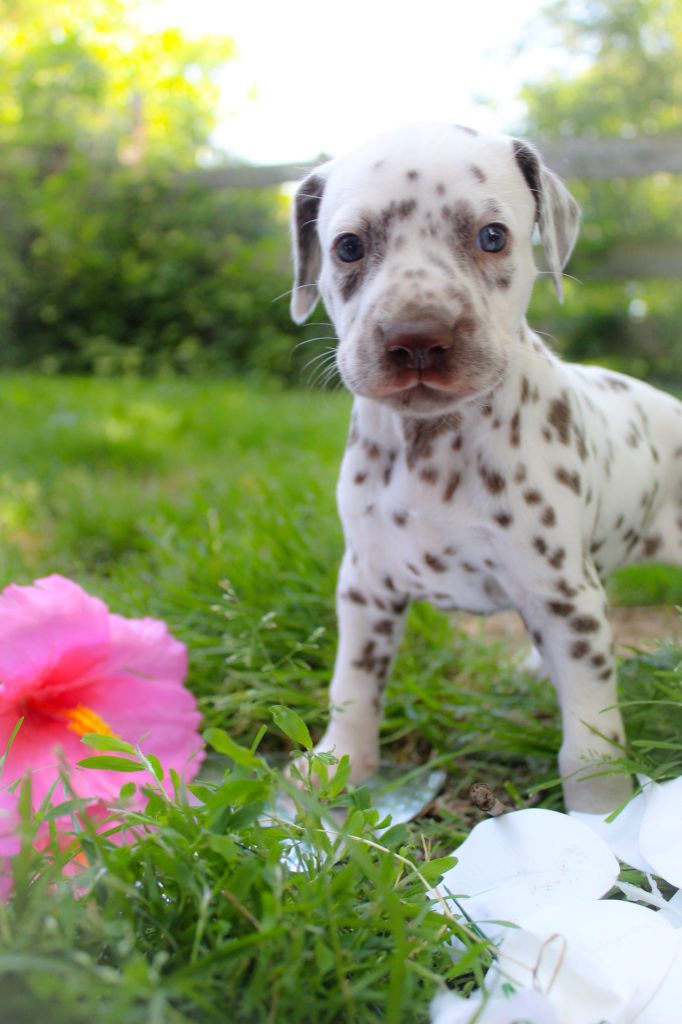 Des Dalma d'Olympe - Chiots disponibles - Dalmatien