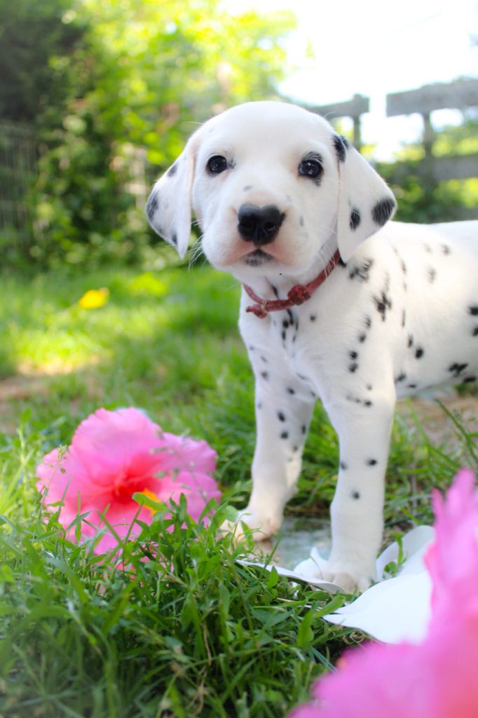 Des Dalma d'Olympe - Chiots disponibles - Dalmatien
