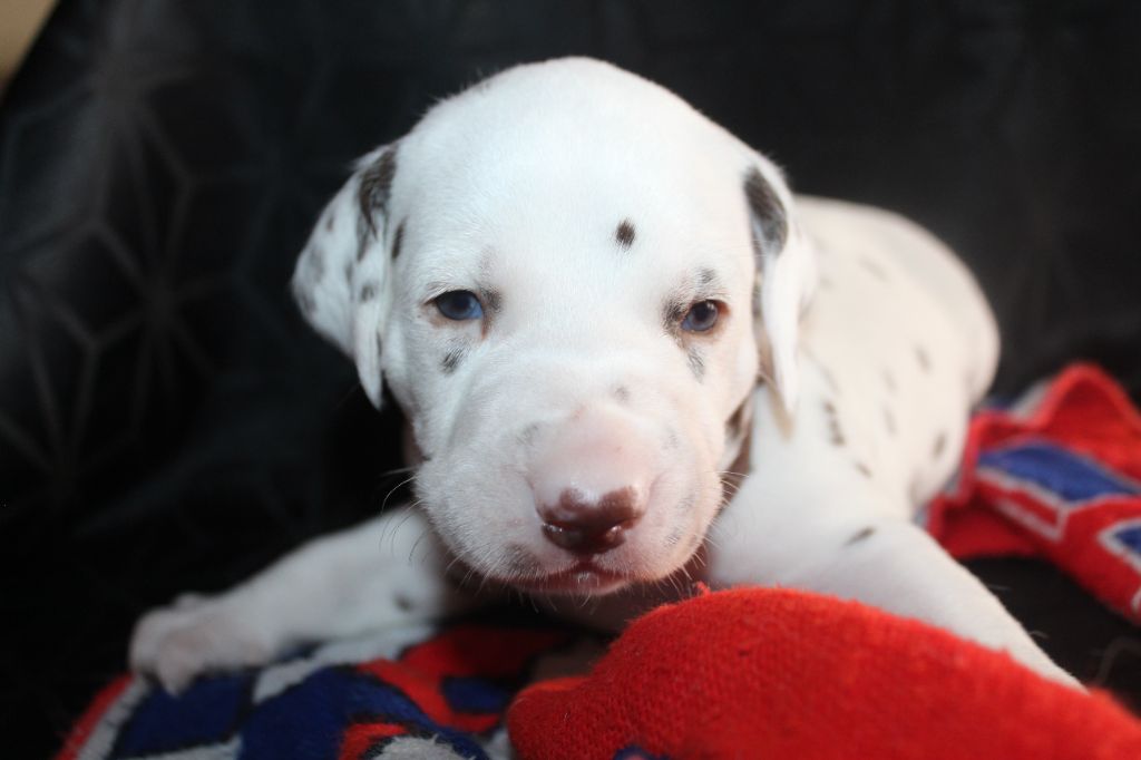 Des Dalma d'Olympe - Chiots disponibles - Dalmatien