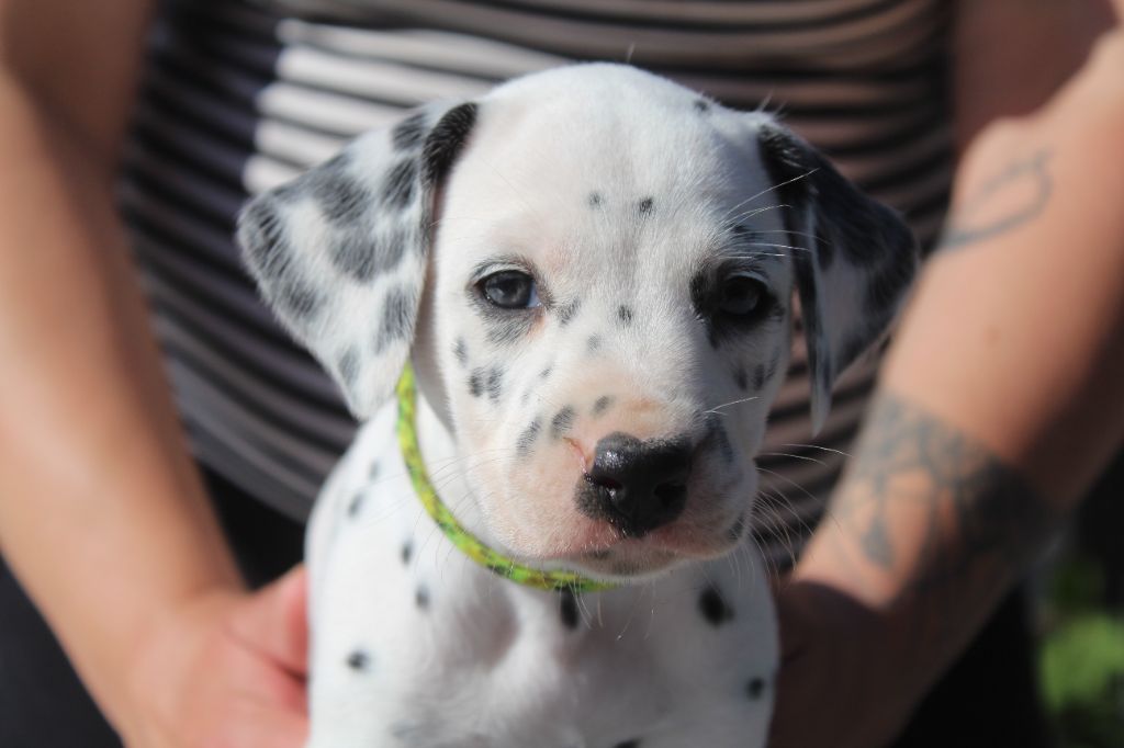 Des Dalma d'Olympe - Chiots disponibles - Dalmatien