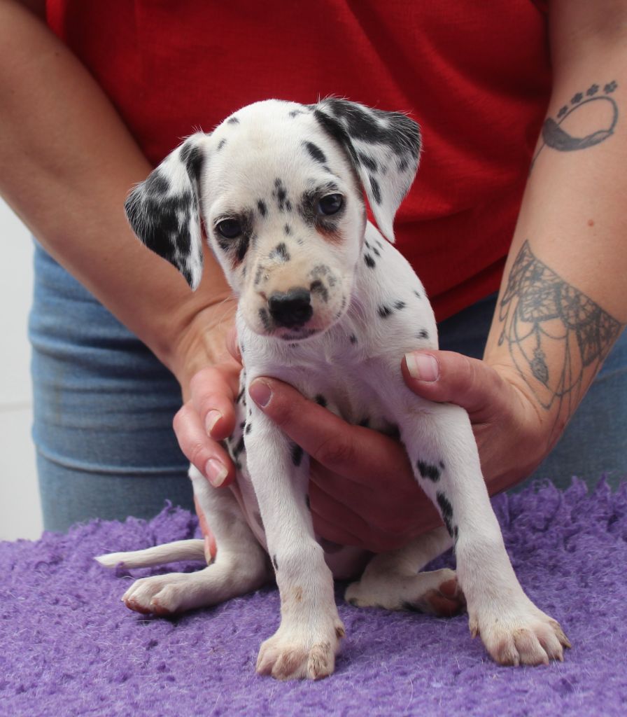 Des Dalma d'Olympe - Chiots disponibles - Dalmatien