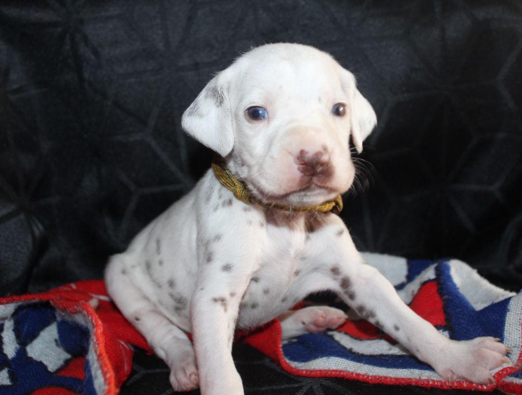 Des Dalma d'Olympe - Chiots disponibles - Dalmatien