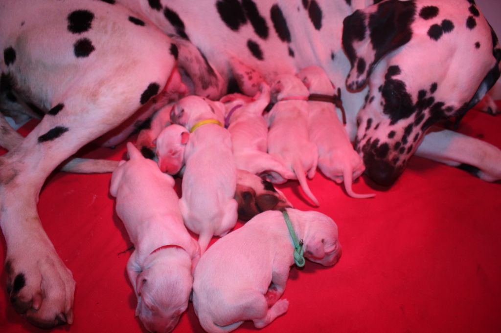 Des Dalma d'Olympe - Dalmatien - Portée née le 14/03/2021