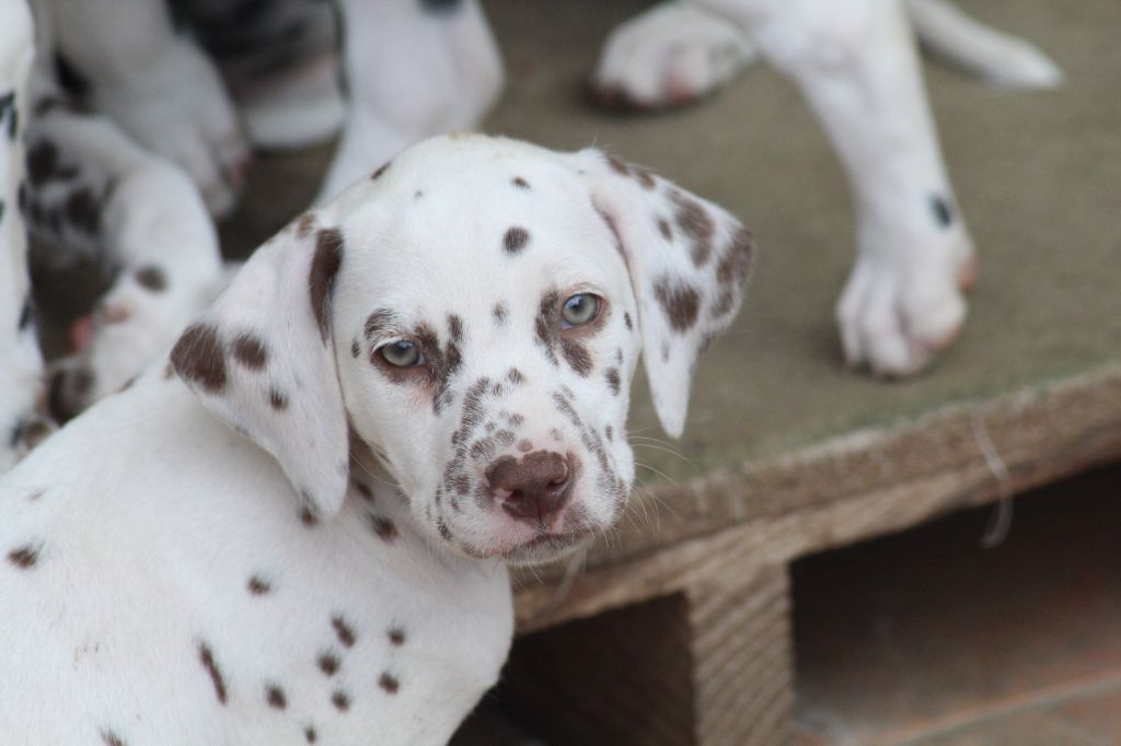Des Dalma d'Olympe - Chiots disponibles - Dalmatien
