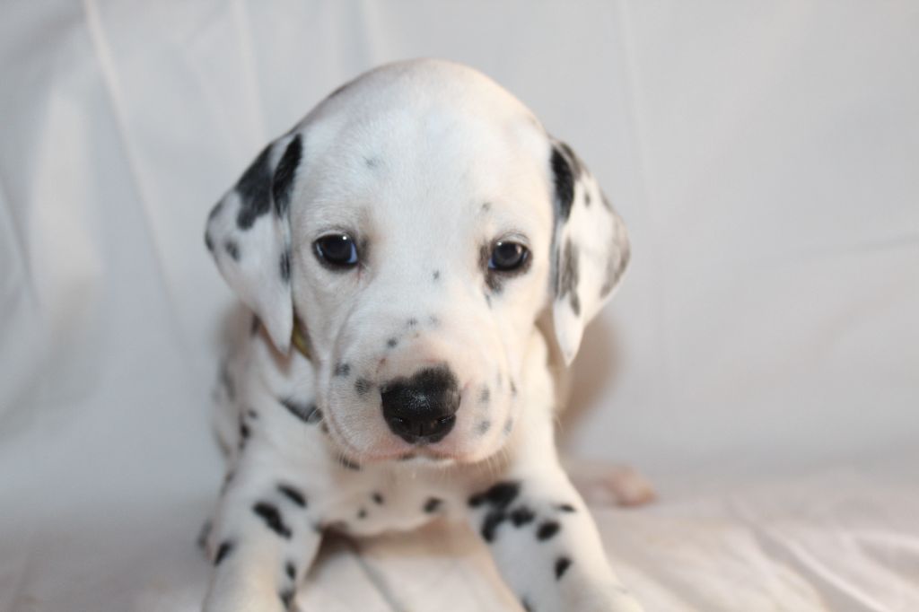 Des Dalma d'Olympe - Chiots disponibles - Dalmatien
