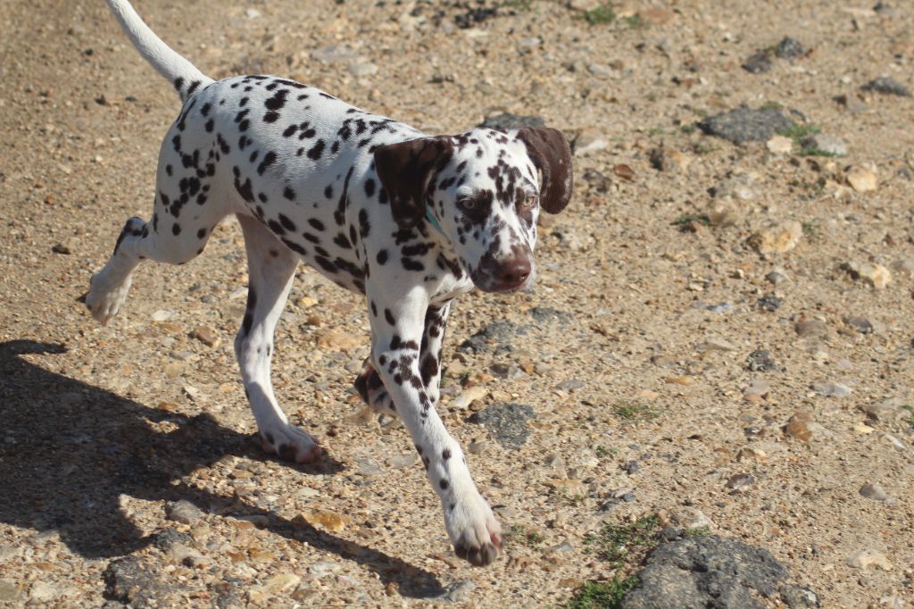 Des Dalma d'Olympe - Chiots disponibles - Dalmatien