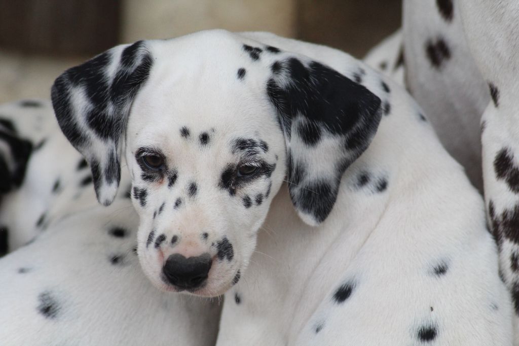 Des Dalma d'Olympe - Chiots disponibles - Dalmatien