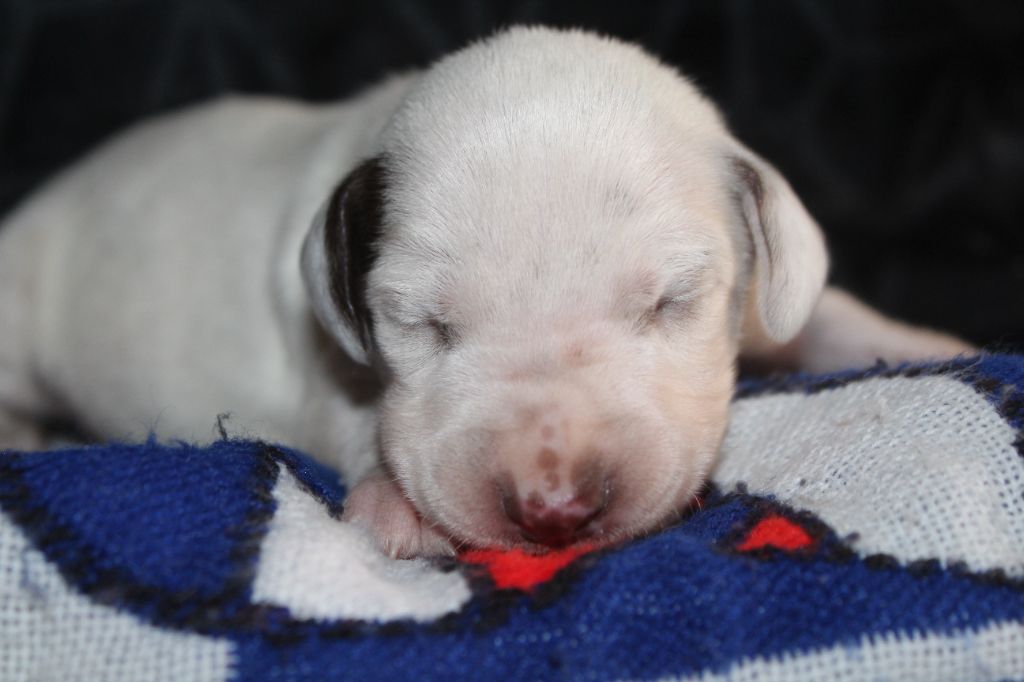 Des Dalma d'Olympe - Chiots disponibles - Dalmatien