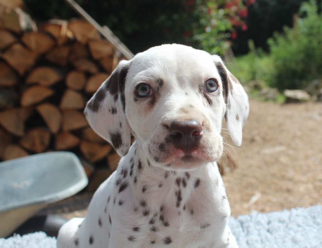Des Dalma d'Olympe - Chiots disponibles - Dalmatien