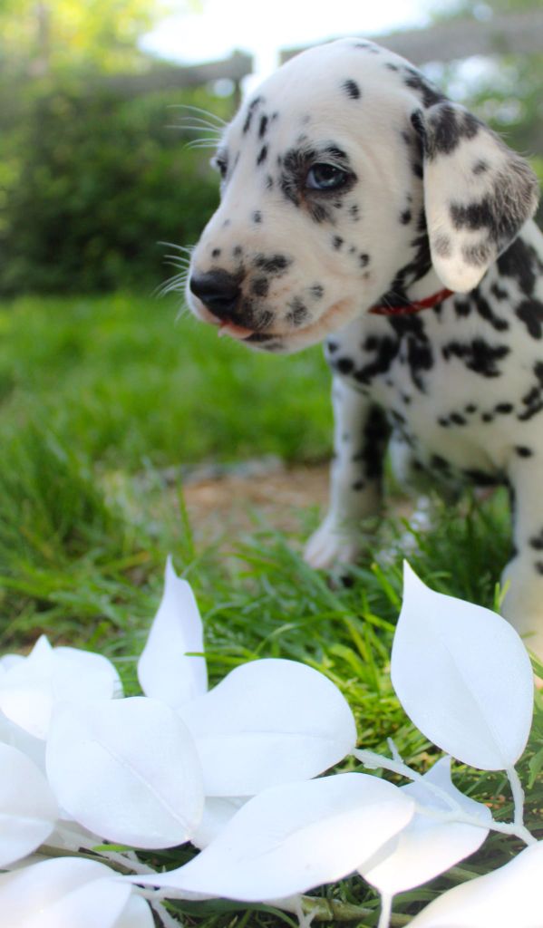 Des Dalma d'Olympe - Chiots disponibles - Dalmatien