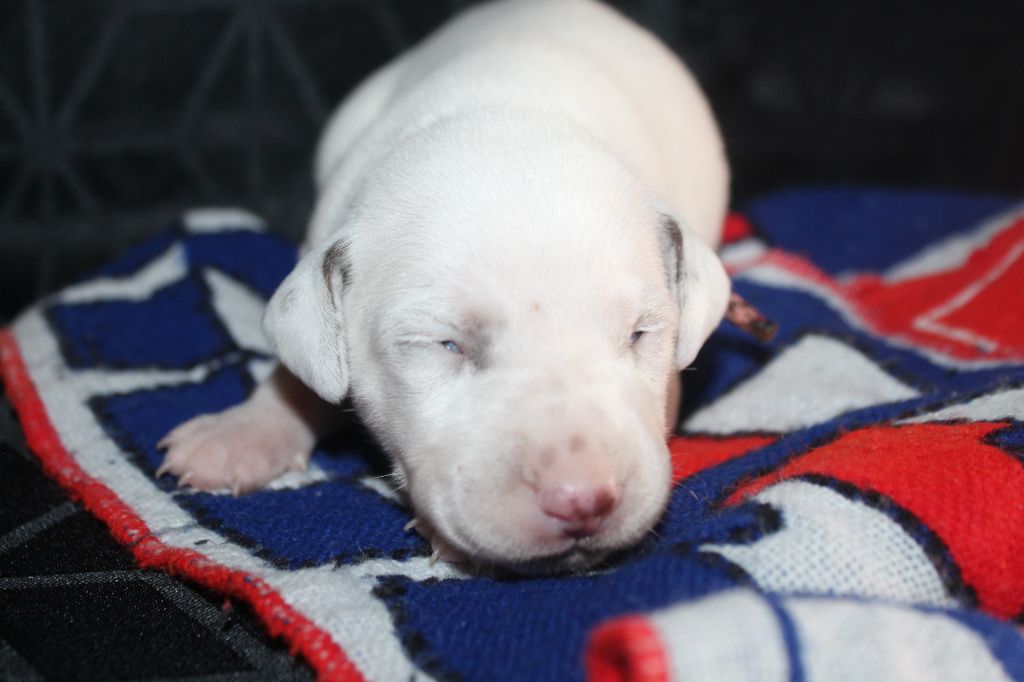 Des Dalma d'Olympe - Chiots disponibles - Dalmatien
