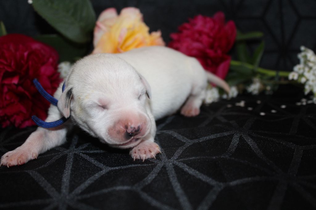Des Dalma d'Olympe - Chiots disponibles - Dalmatien