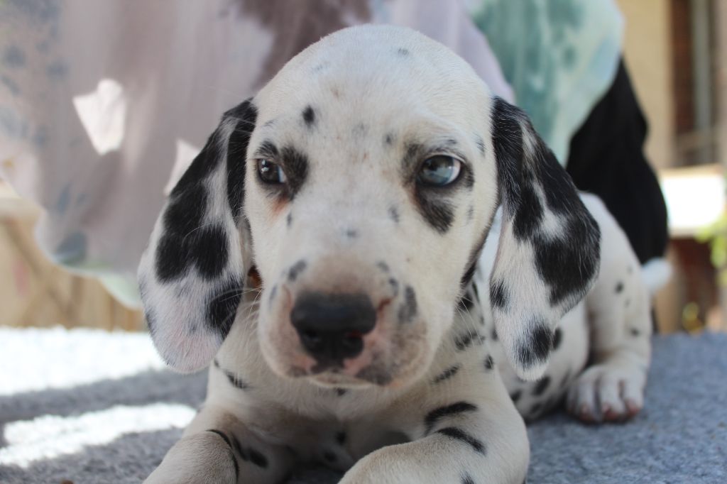 Des Dalma d'Olympe - Chiots disponibles - Dalmatien