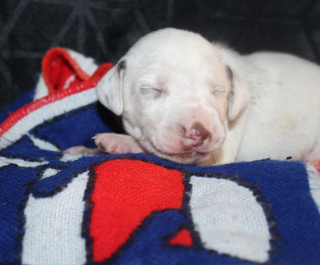Des Dalma d'Olympe - Chiots disponibles - Dalmatien